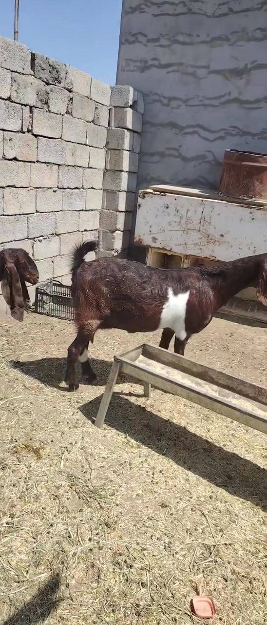 للبيع صخول شاميات اصايل وحدة حاطة على ولاد وثانية والدة بطن وحدة  عشار ٢ شهرين أو بيهة ديس صكط سعر خاص مكان ديالى تقاطع الوجيهية هاذة ***********
