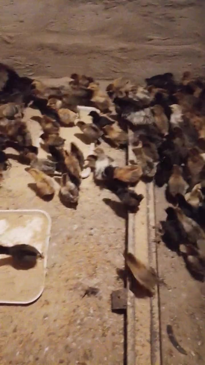 صواصي عرب • جوز • مجال شراي