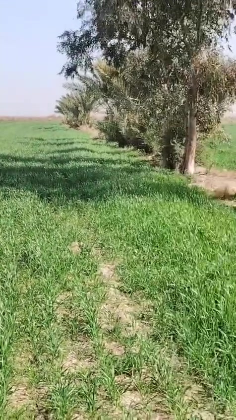 السلام عليكم ارض زراعيه مستصلحه السقي مالته سيح صقاطات المساحه 90 دونم سند 24 مجدد تباع تقسيم حسب الطلب حالين مزروعه سيسبان ماء سقي صيف شتاء ماء ساله متوفر كهرباء داخل لارض ابيع حسب الطلب 10 دونم 20 دونم. كلهه مو شكال ارض مرتبه تربه لارض جيده جدن مثل ما واضح بتصوير المكان مدينه الصويره  شارع الشحميه للستفسار التصال ***********
