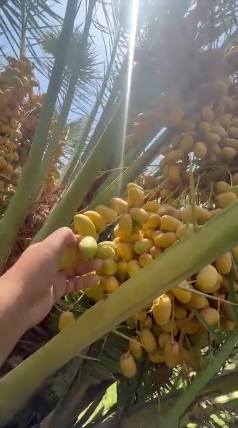 السلام عليكم فسائل نخل شويثي اصفر درجه اولى للبيع سعر الفسيله 8000 قفل العنوان ذي قار قضاء النصر قريه ال كاظم للاستفسار ***********
