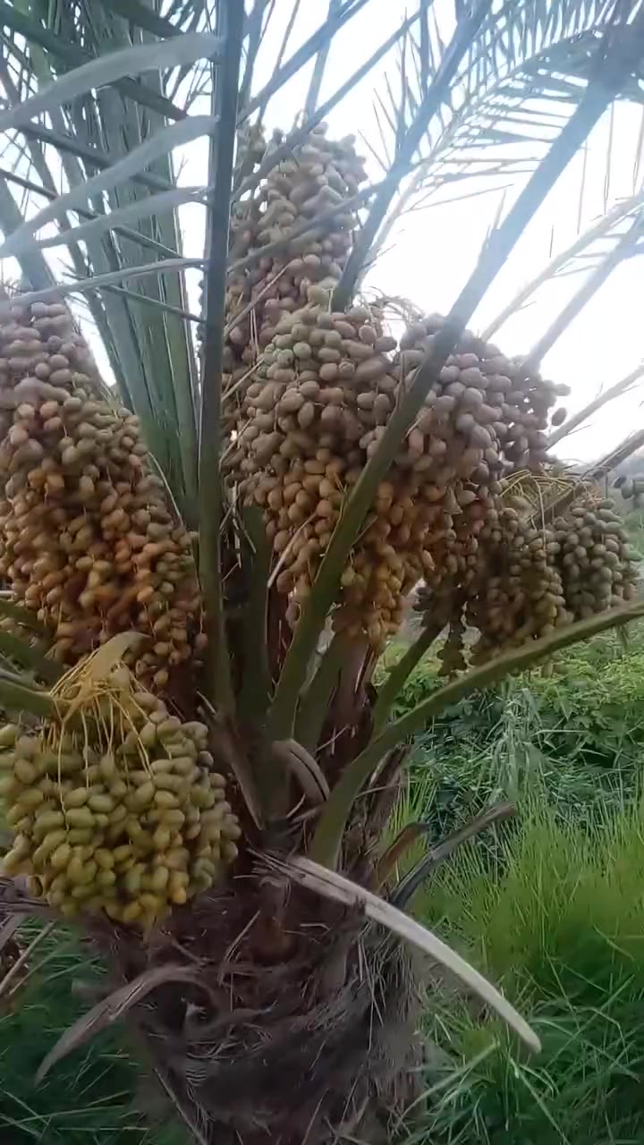 السلام عليكم ورحمة الله وبركاته
يتوفر فسائل شويثي اصفر مجذر بالام وبسندانه
ويتوفر فسائل شكر وخضراوي وزهدي وديري ب٤ مع القلع
ويتوفر فسائل حلوه حجي عباس
ويتوفر فسائل بلكات مجذر بالام وقلع
المكان قريب الرميثه
اليريد يجي خاص اويتصل ***********
ويتوفر توصيل لكافه محافظات العراق
ونتعهد بالصنف لحين الاثمار مع وصل ضمان بالصنف تضمن بيه حقك
ويتوفر توصيل لكافه محافظات العراق
