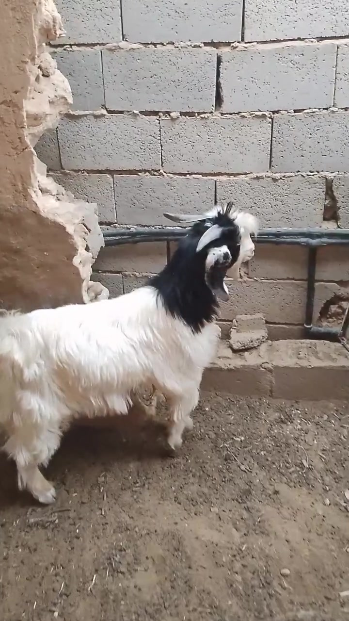 جدي • سمين • توصيل الانبار