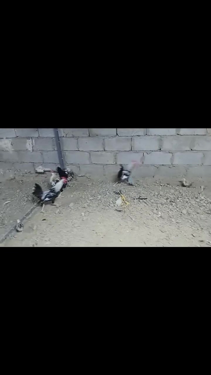 ديوكه • كبار وزغار • للبيع