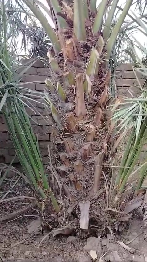 افراخ نخل • نخل برحي • القرنه النهيرات
