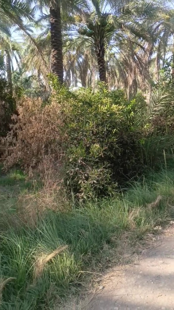 للبيع بستان كلش مرتب للمعلومات اتصال *********** ابو طيبه
