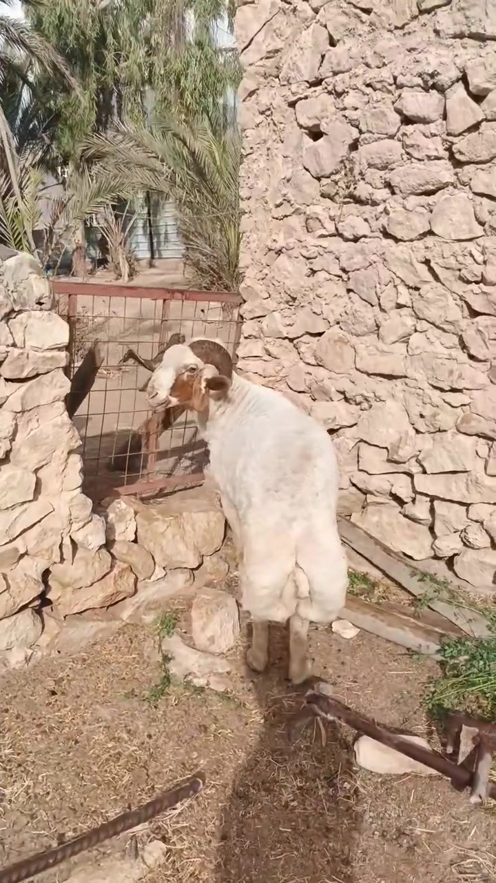 كبش فحل • ٣ سنه ونص • درجة اولى
