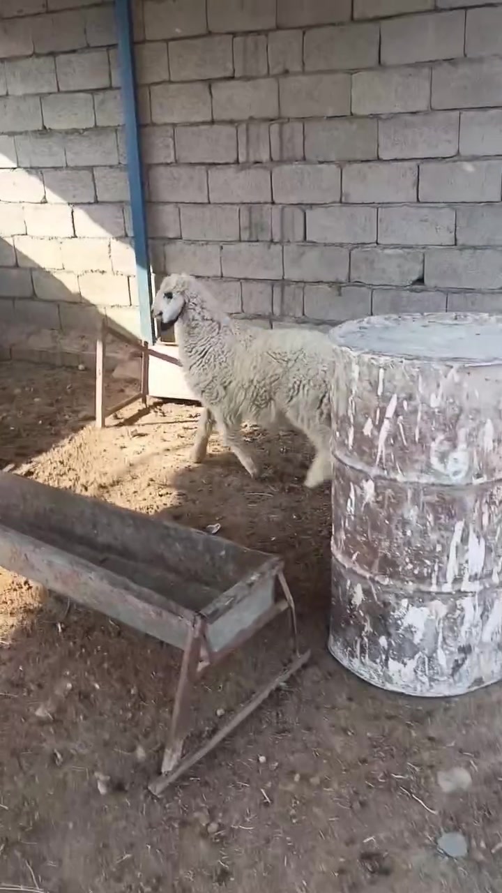 متاح طلي سعر والتفاصيل داخل الفيديو مكان بغداد التاجي مقابل منشاه نصر
***********
***********
