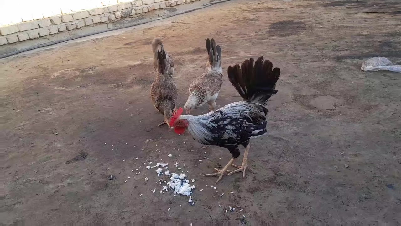 سلام عليكم متاح ٣ دجاجات وديج لمكان لحسينيه راشديه عمرهن ٥ اشهر ونص واتساب ***********
