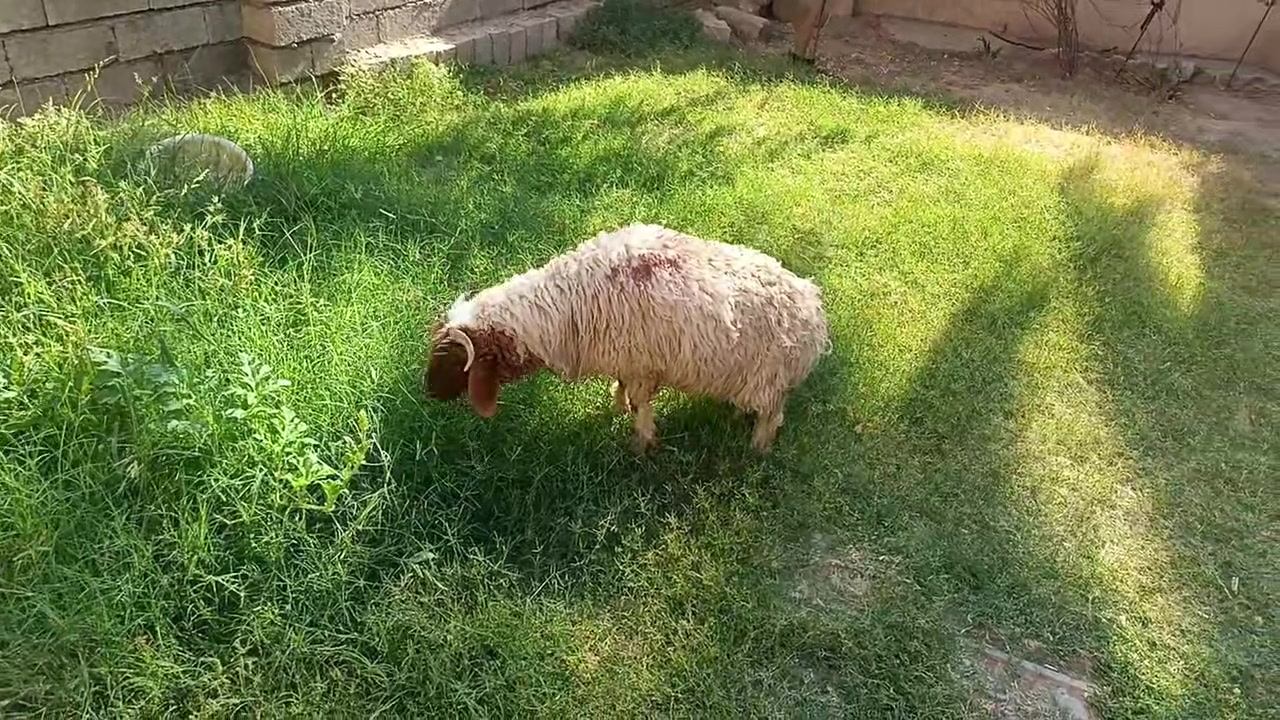 يوجدطلي هرفي فاخرالعنوان بيجي الحي العصري***********
***********
