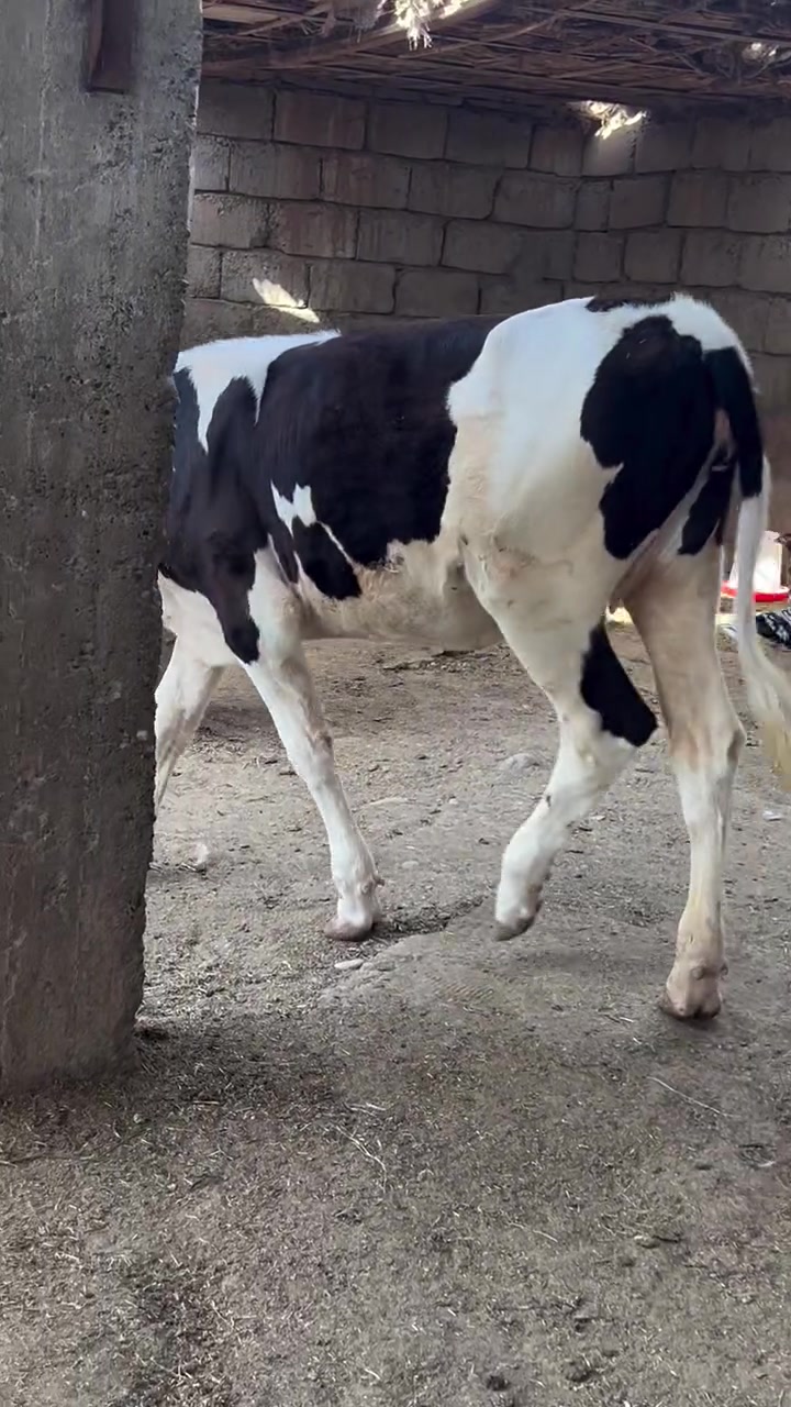 بسم الله ماشاء الله بجر سمتال اصليه حره ماتجي كل يوم من حض الجناي صوره من حلاته نخبه عريضه مريوفه حلال درجى اولى ول مايعرف قيمت الحلال لا يخابر نصاحه فول دكاكه مال اجل وبسعر مناسب المكان الشرقاط الخضرانيه الاتصال على الرقم ***********//ملاحضه توصيل موجود حسب الاتفاق
