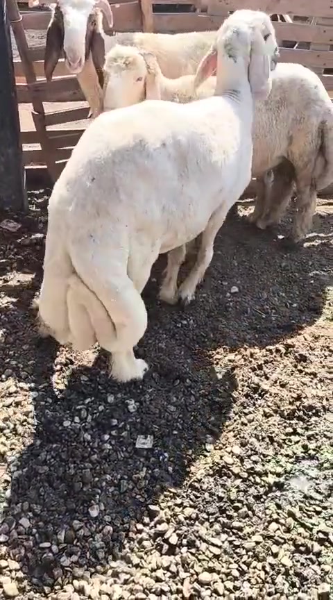 يا الله علئ بركت الله 
لحم غنم هرفي ب ٢٠ 
لحم عجل شرح ب ١٨ 
كبان طلي كامل ب ١٧ 
مكان بغداد الراشديه مقابل الكهرباء ***********
ذبح يوم بيومه
