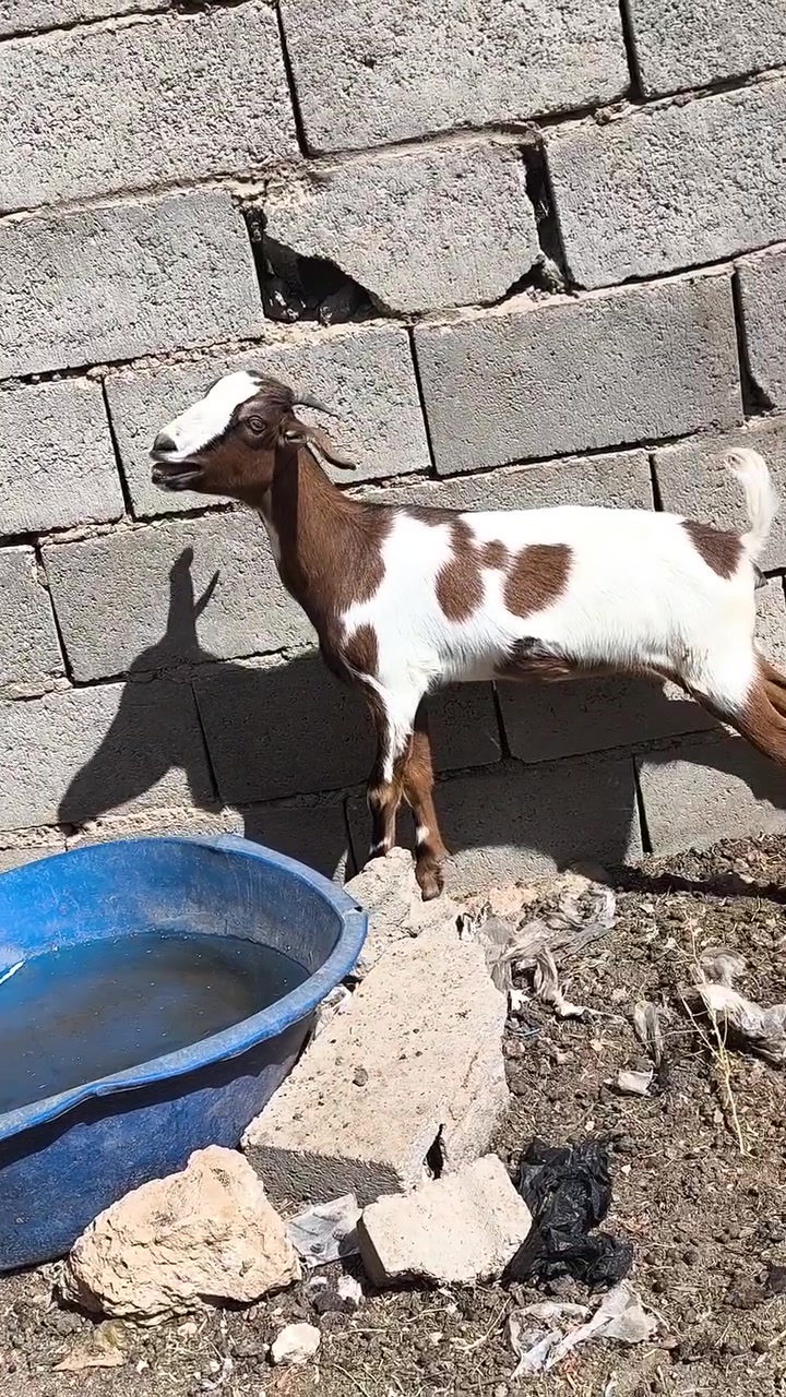 بسم الله وصلاه ع نبي محمد وآل محمد 🌺
متاح عنز شاميه اجذعه اول بطن وره اصخله اجذعه مال جنيه رقم واحد خشنانه وحلاه وره اصخله تبارك الرحمن 
ب ٤٠٠ هي وبنته 
اصخله حلوه غزلانيه سمينه تطلع بل ٩ كيلوات 
ب ١٥٠ فقط 
قفص مال اطيور ب ٥٠ كامل هو والبيوت ماله 
مكاني حديثه شيخ حديد يوجد توصيل حسب الاتفاق لشراي يتصل ويدلل 
***********
