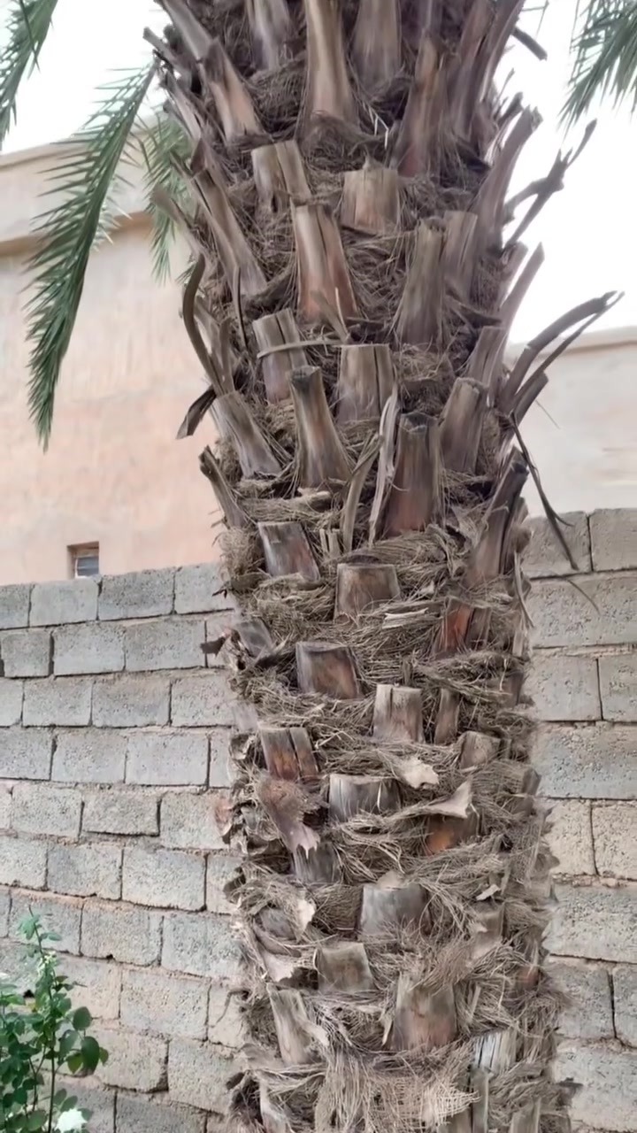 تكريب النخيل • زراعة الفسائل • كركوك