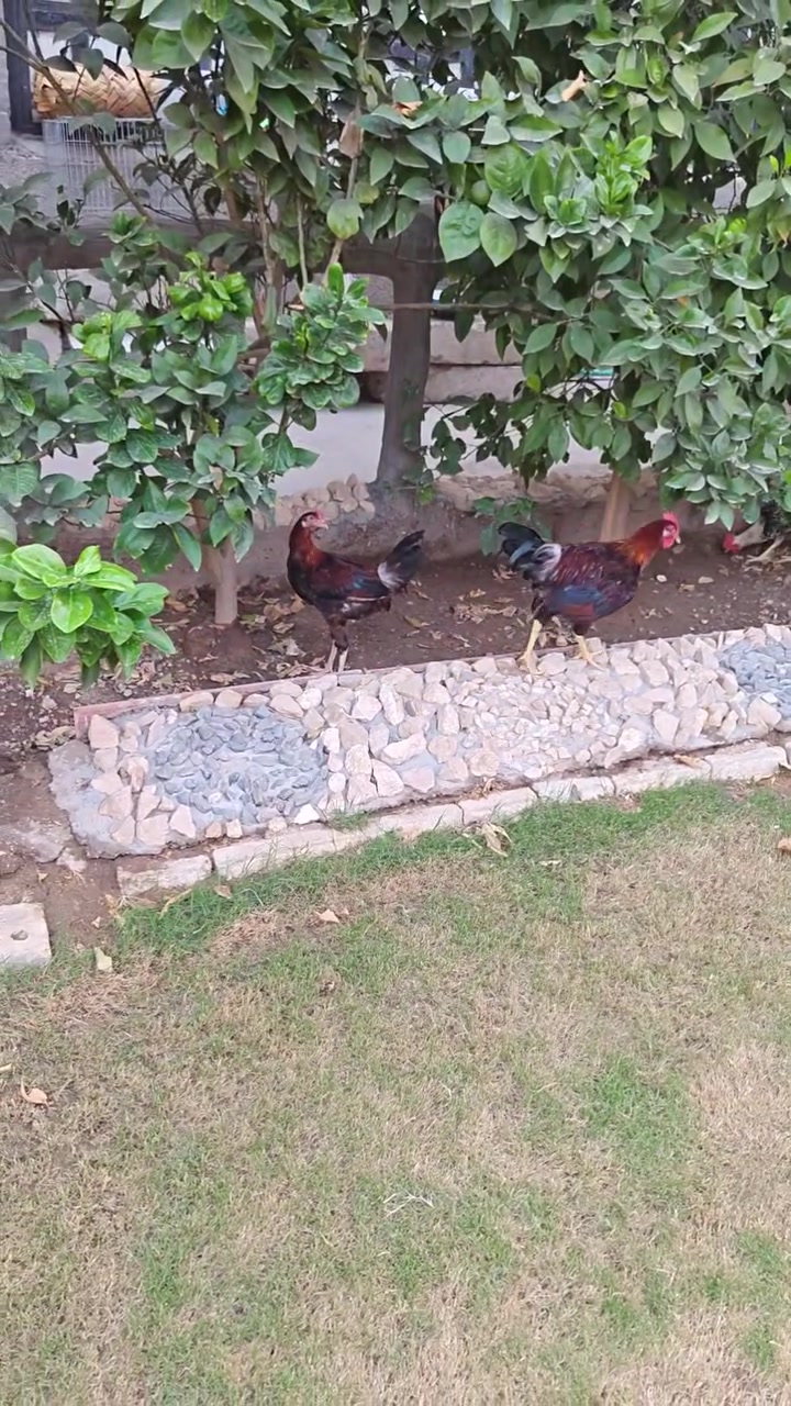 ديوجه شمسي • كويتي • بغداد المحمودية