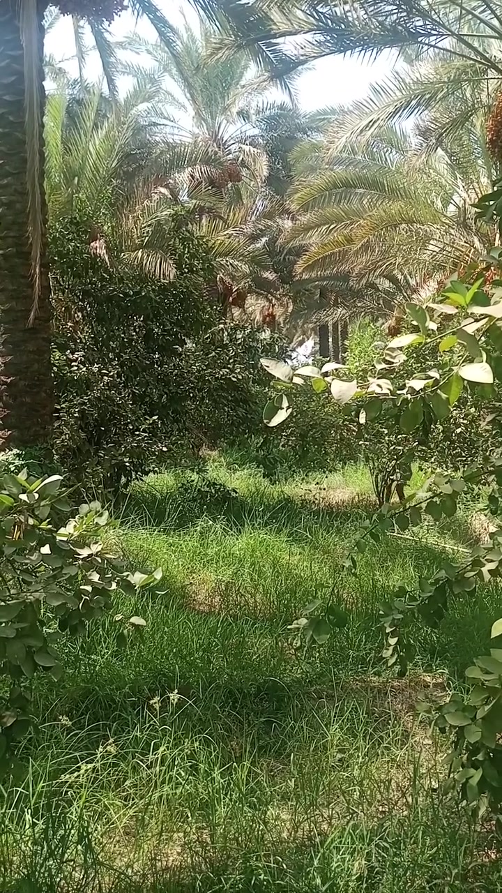 السلام عليكم 14دونم طابو زراعي سند 25 جميع الحمضيات والنخيل
 نهرهن وحيدهن موطورات بيهة عدد2واحد على كهرباء واحد على كاز 
المكان الصويرة استفسار أكثر ***********
