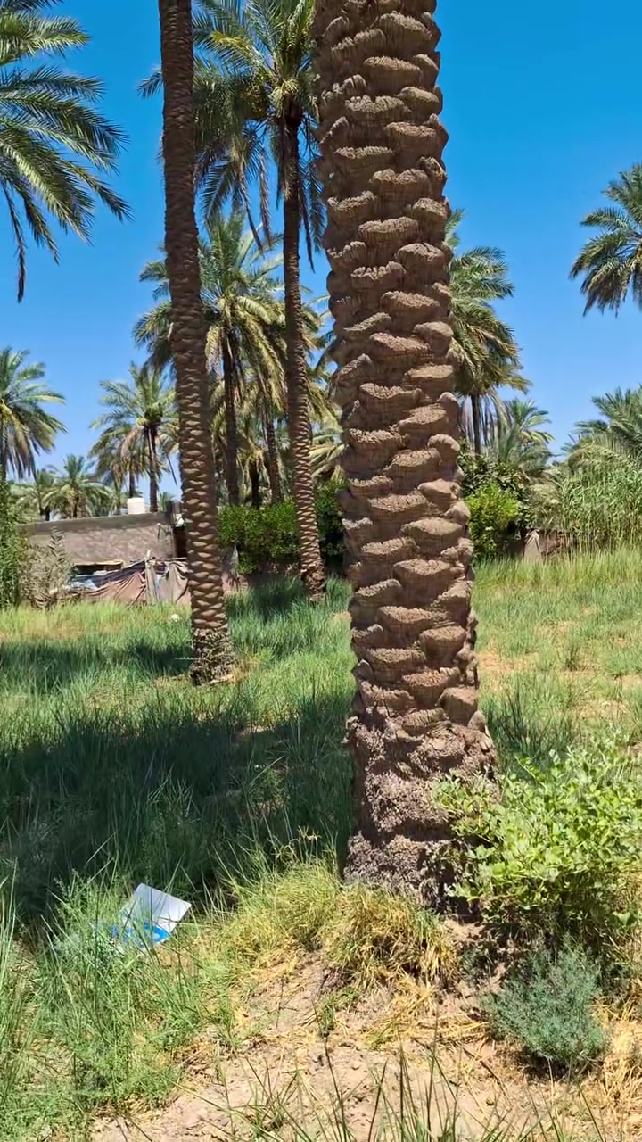 800 متر اكثر من ربع دونم سند مستقل يعني يدخل اسمك ب السند وما وياك اي شريك سند ٢٥ الموقع كربلاء ناحيه عون سعر ٧٥ 
*********** 
***********
