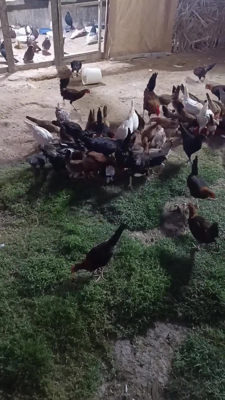 دجاج كويتي اصلي شرط ملقحات للبيع تواصل ع هاذه رقم ***********
