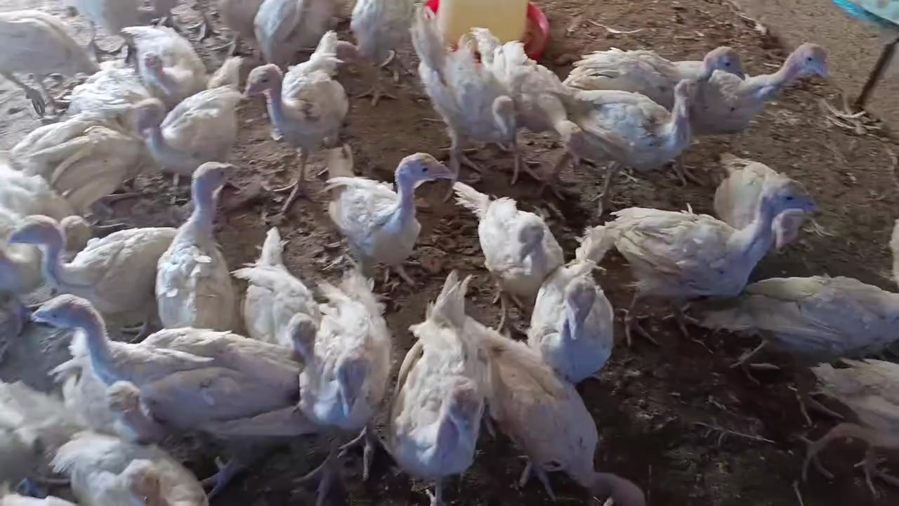 ماشاء لله 100 دانه  باڕه قه لی که نه دی 
 جوتی 30 هه زار 
زه مانی تا 30 کیلۆ ده ڕوات
شوێن عەربەت ***********
***********

