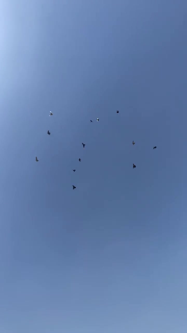 ١٥ حمامه • بغداد جديدة • زوج