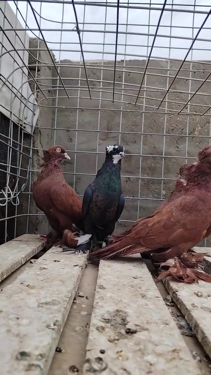 نجف • حمر • للبيع