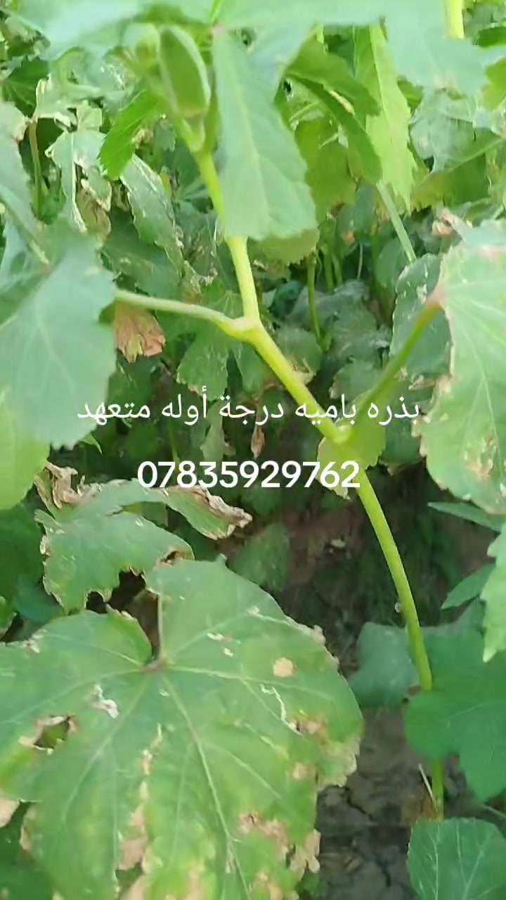 بذور بانيه درجة أوله متعهد ***********
