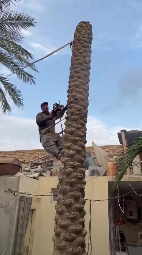 تقليم نخيل • تقليم أشجار • كربلاء