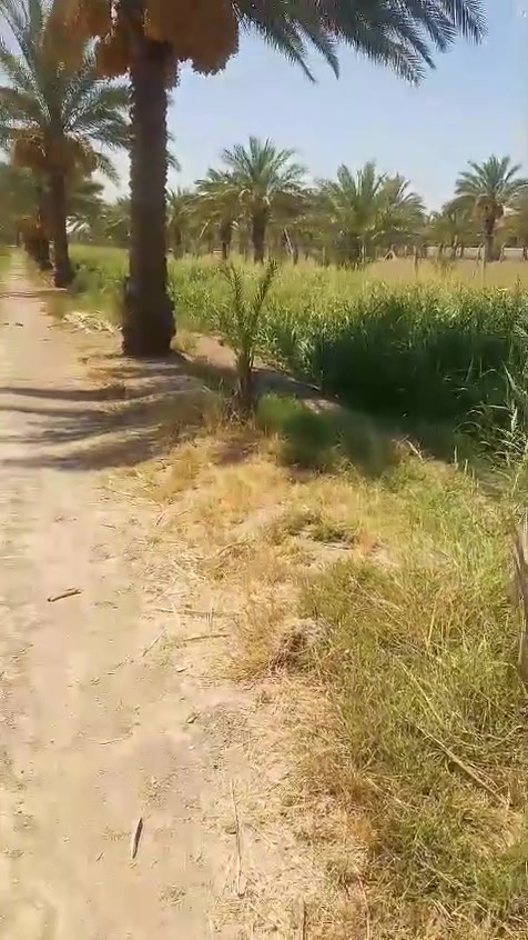 السـلام علـيڪم
مـزرعه للـبيع العـدد 3 دونـم ونـص وجـه الدونم الواحد 10 مـتر والـطول 250 مـتر عـدد النـخل 100 حمـال بيـهاا ملـون وبيهاا زهـدي وخسـتاوي مـع وجـود بيـت مسـاحة 300 متـر وحديـقه ڪبيره معـه وجـود مـي وكهـرباء وتـبليط للباب مـباع دونم او 2 او 3 او كلهـن مـعه وجـود حقـل ڪبير مسـاحة 20 × 20 متـر  . 
المڪان / حلـه ابـي غـرق خـلف مجـمع الڪوثـر رقـم الهـاتف للاتصـال او الاستـفسار . 
***********
