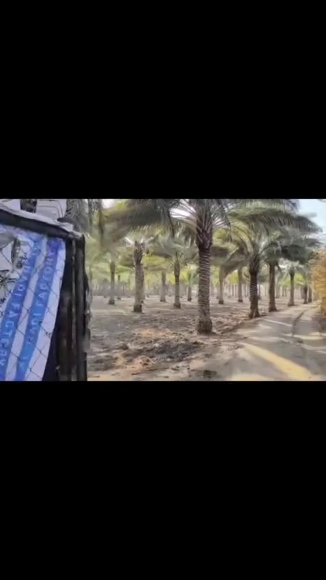 ٤ دونم • طابو زراعي • ١٥٠ نخلة