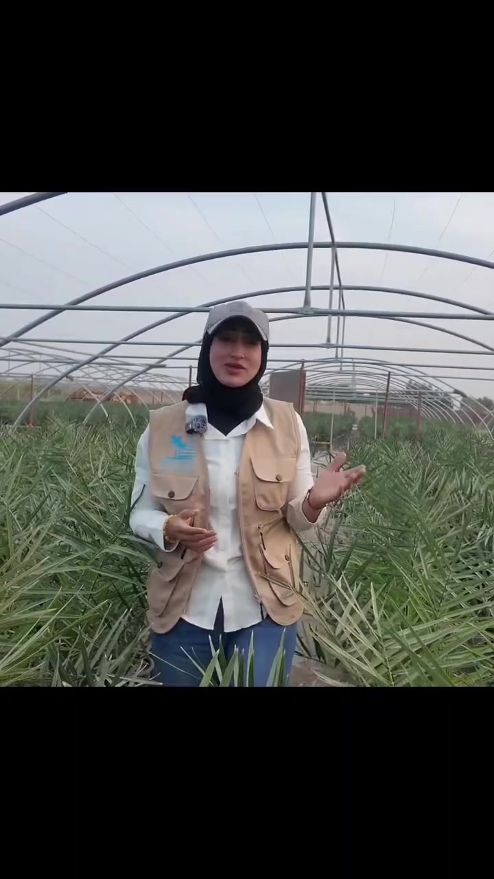 إبداع الناصر • فسائل النخيل • ناصرية طريق الحولي