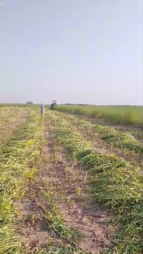 ⚡⚡ مبارك بالحصاد
 نبارك للاخ وإبن العم ابوحسين (أحمد علي الحسن ألبو علاوي في قرية البو بكر ) نبارك لأبنائه حسن وحسين بالبدء بالحصاد في قرية ألبو بكر بإستخدام الحاصدة الهندية ذات المواصفات العالية ونسأل الله التوفيق لجميع الفلاحين بإستخدام كل ما هو جديد ومفيد للفلاح 
      والحاصدة جاهزة للحصاد في العظيم  

                    للحجز للحصاد 
      الإتصال بالاخ حسن احمد العزاوي 
                  ***********
