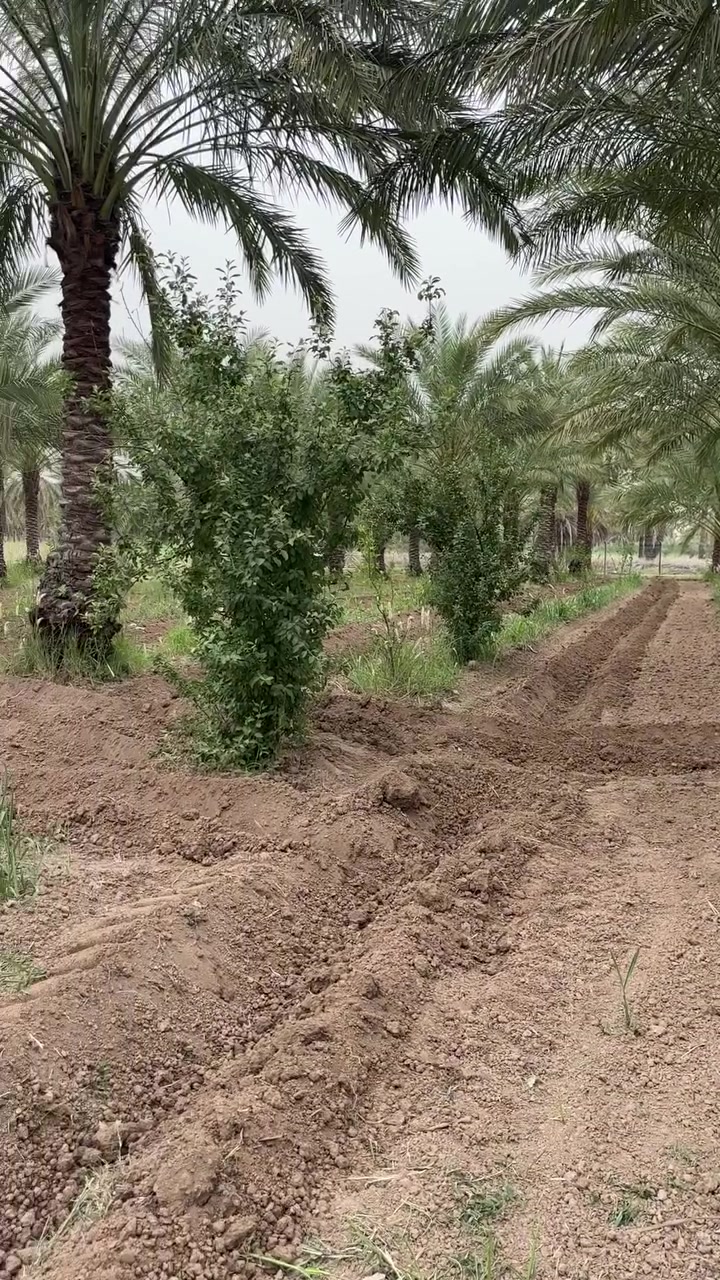 السلام عليكم، للبيع بستان في الدورة – البعيثة، جهة جامع صلاح الدين.
المساحة: دونم و300 م²
الواجهة: 35 متر
النزال: 71 متر
الخلف / الجعب: 42 متر

البستان يحتوي على:

* بئر ماء بعمق 24 متر
* سياج BRC
* حوالي 40 نخلة من نوع الخضراوي والخستاوي
* أشجار ليمون عراقي، برتقال، نارنج، وتفاح
* بستان متكامل ومزروع وجاهز.

📍 الموقع: الدورة – البعيثة – جهة جامع صلاح الدين

للاستفسار والتفاصيل التواصل على الرقم ***********
