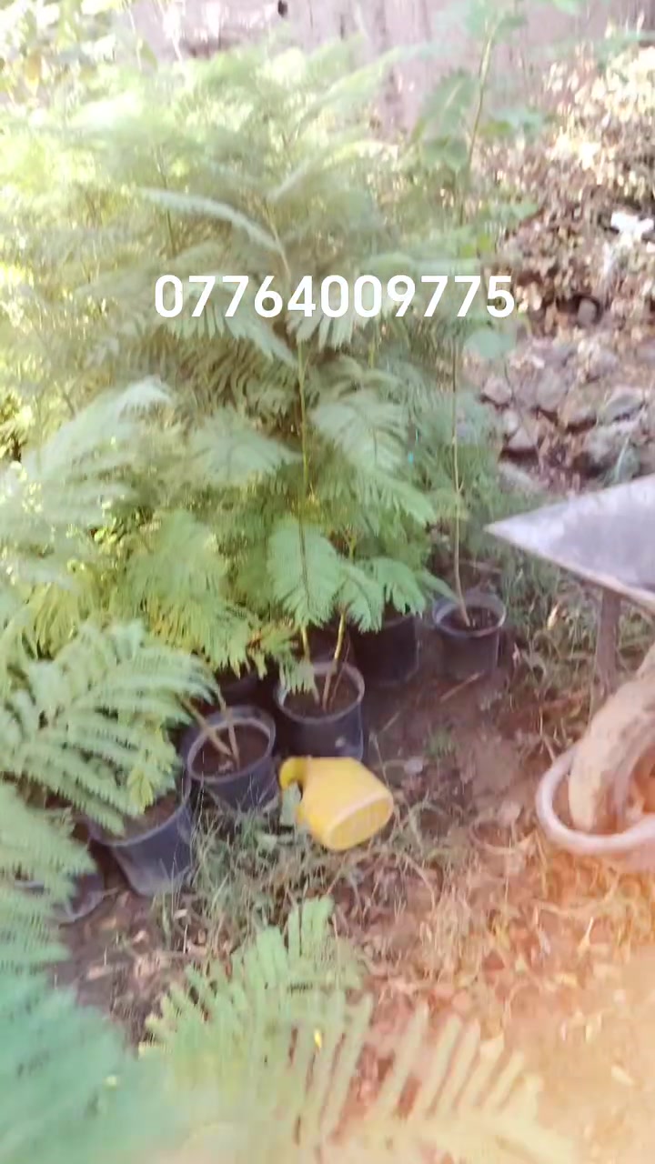 جاكرندا • بنفسجي • هبهب الخالص