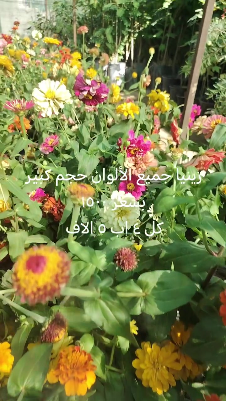 زينيا • قديفة • مشتل البشائر