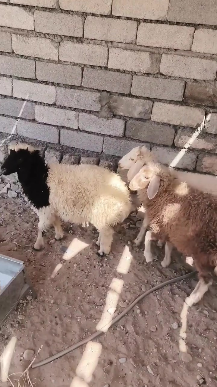 فطايم ٢ • خاروف ١ • مجموعة فقط