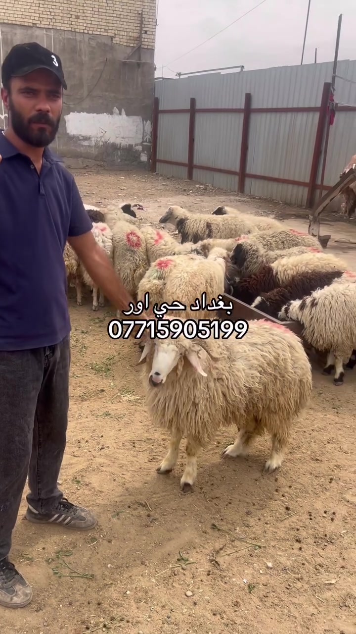 طليان • عقيقة • حي اور