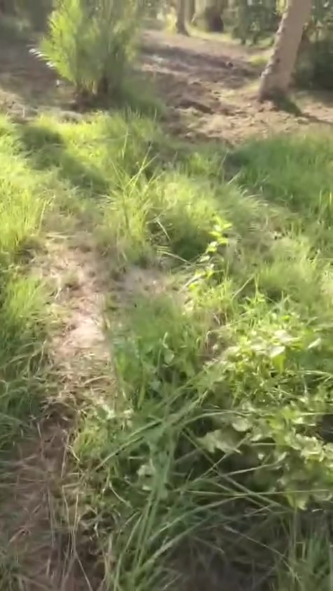 نص دونم • سند ٢٥ • كربلاء