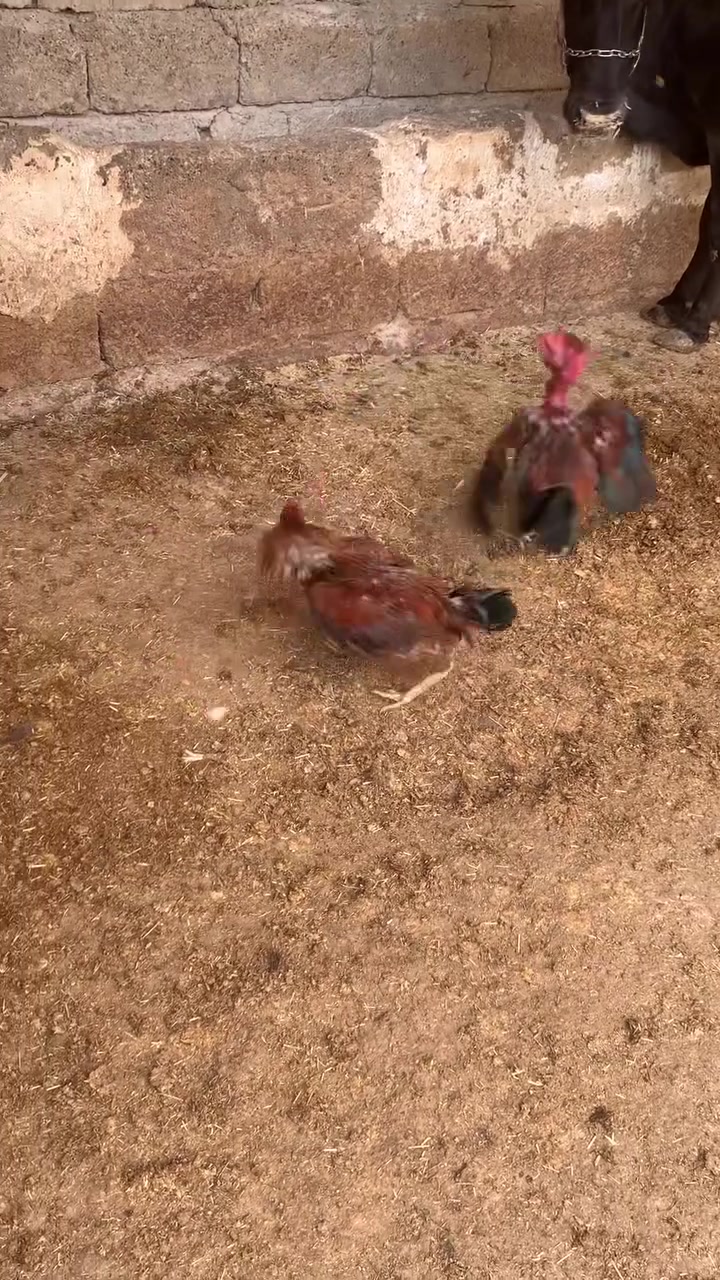 ديوكت عرب • ديوكت شيش • لحم فول