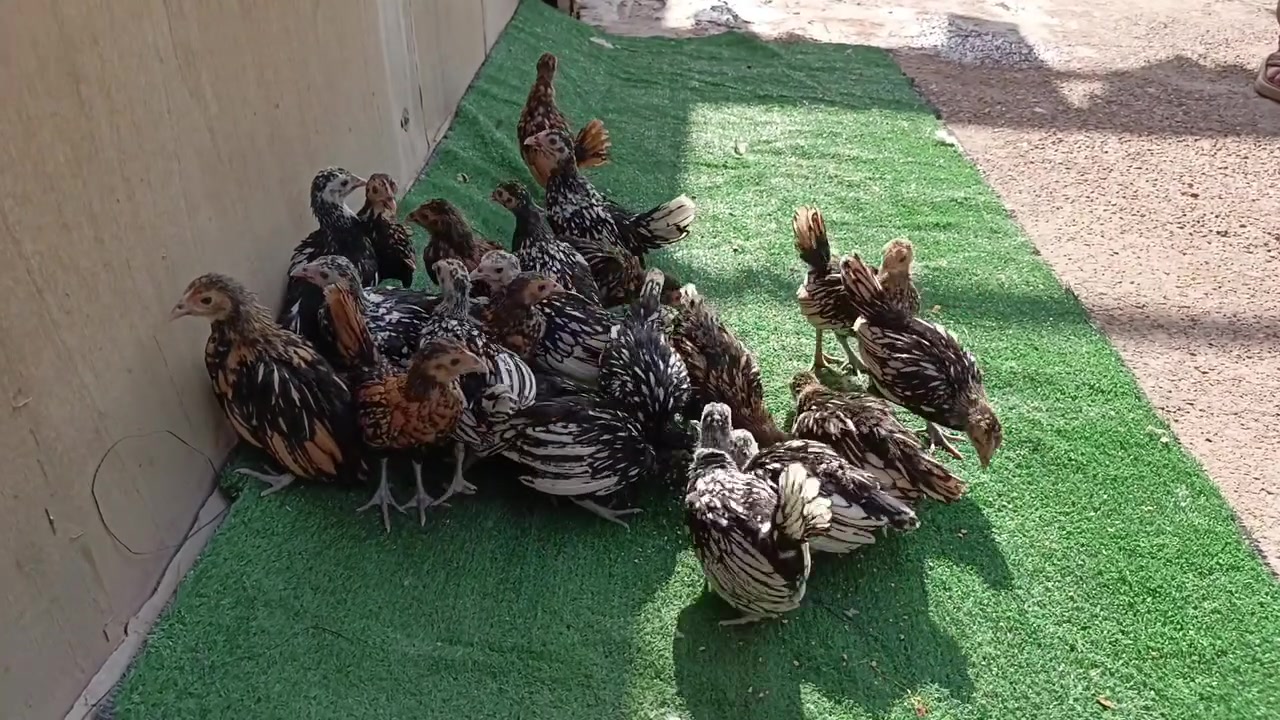 فراريج • ملقحات • بغداد حي اور