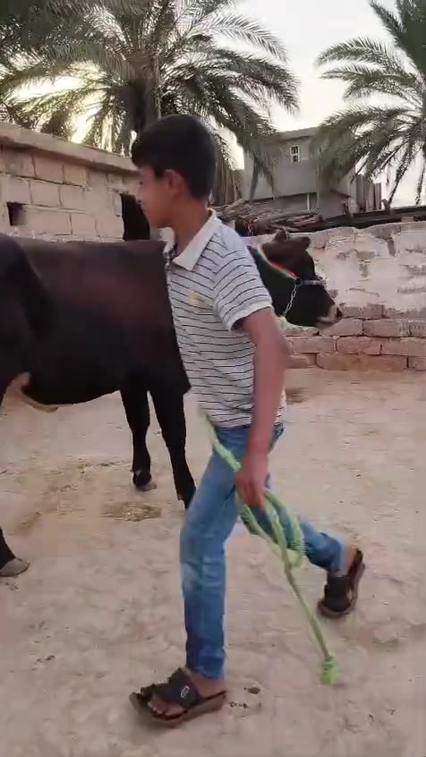 السلام عليكم
اخوان بجر بوكانيه اصليه رقم واحد درجه اولى رقم واحد واحد بوكاني الاصلي عشار كفاله 5 اشهر كفاله هدواه فول فول 
من امهات اصايل ام صره 
حلال يسوه تعبه مال جنيه مال ضم ‏‪***********‬‏
شرقاط قريه شكرا
يوجد خدمه توصيل
