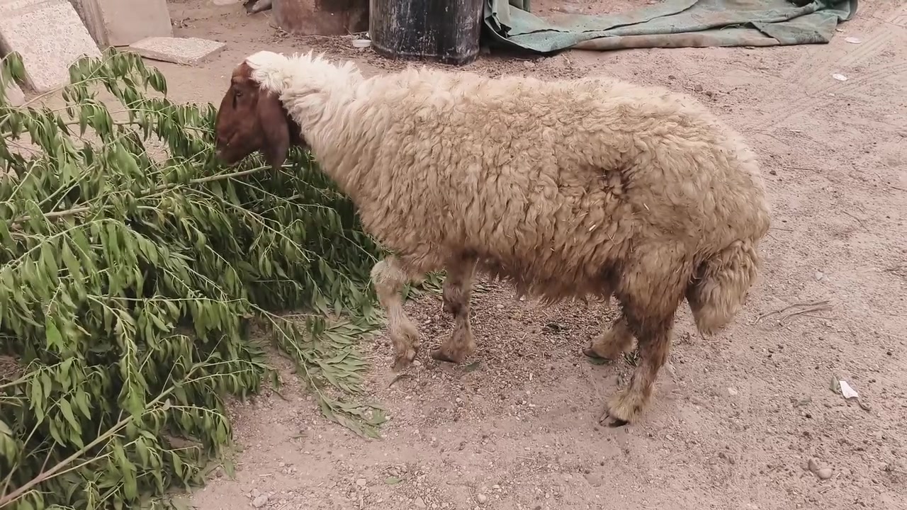 نعجه • سمينه • للنذر