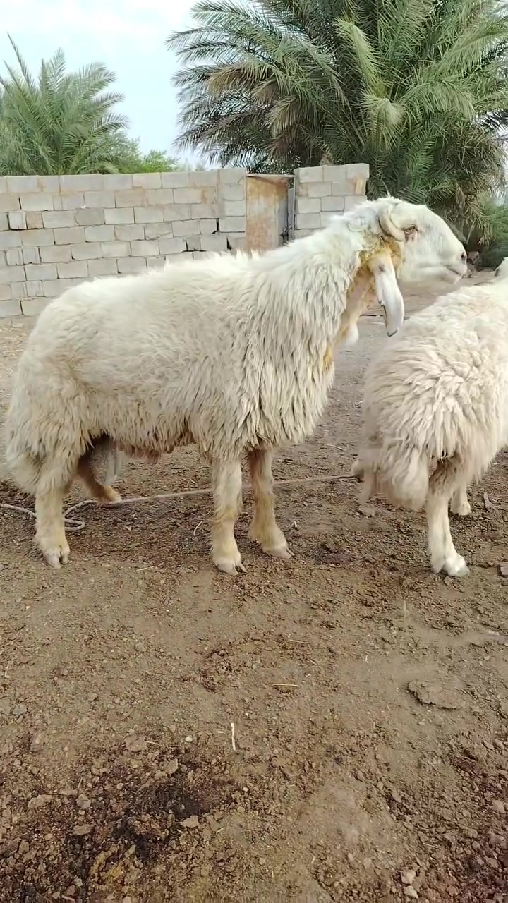 نوادر • الكوت • توصيل