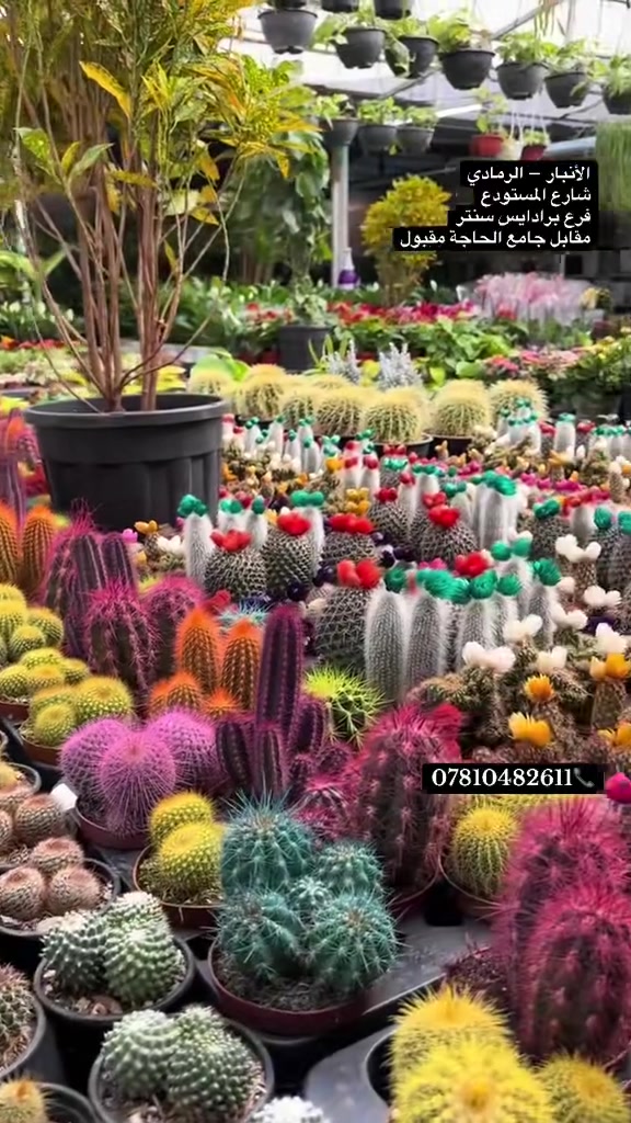مشتل ازهار الرمادي 

🌸 تم بدء موسم زراعة النباتات 🌸

هسه وقت الزراعة وتجهيز حدائقكم بأجمل النباتات والأشجار 🌳🌺
نوفر لكم تشكيلة متنوعة من النباتات المناسبة للحدائق والبيوت والمساحات الخارجية.

✨ ازرع اليوم… واستمتع بجمال حديقتك كل يوم ✨

📍 مشتل أزهار الرمادي
*********** ☘️
يوجد كادر متكامل لعمل الشلالات وتصميم الحدائق.  وكادر لزرعاة نباتات وتجهيز المزارع حسب الاختيار جملة 
 كادر مختص. لتصميم النباتات الضليه داخل المنازل.⁩
☘️☘️🌹🌺🍃🍃🍃🍃🍃🍃
متواجدين من الساعه 8:00 صباحاً
                 الى ساعه 12:00 ليلاً       طيلة ايام
