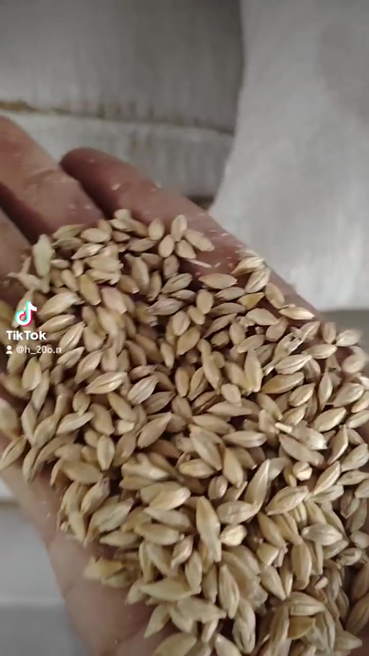 يا الله السلام عليكم متوفر شعير علاف درجة اولا العنوان واسط قضاء الصويره الرقم ***********
