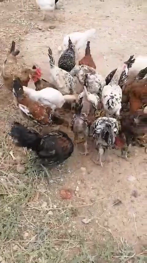 السلام عليكم
فراريج للبيع صحه ونشاط والوان خير من الله الزوج ٢٠ المكان السعديه عددهن ٣٠  ***********
ملاحضة الدجاجات الكبار ليس للبيع
