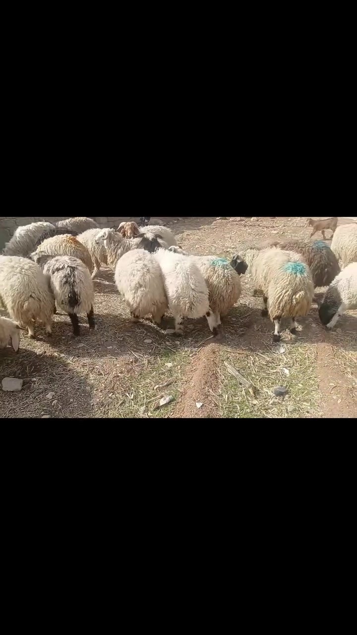 طليان • للبيع • تلعفر