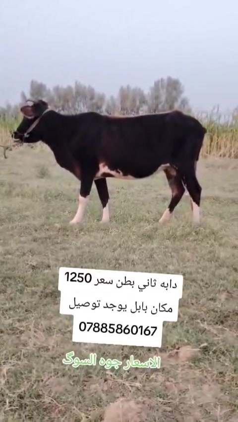 ثاني بطن • توصيل • بابل