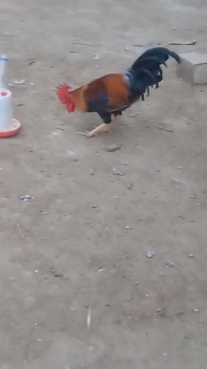 ديج شمسي • أصلي • الصويره