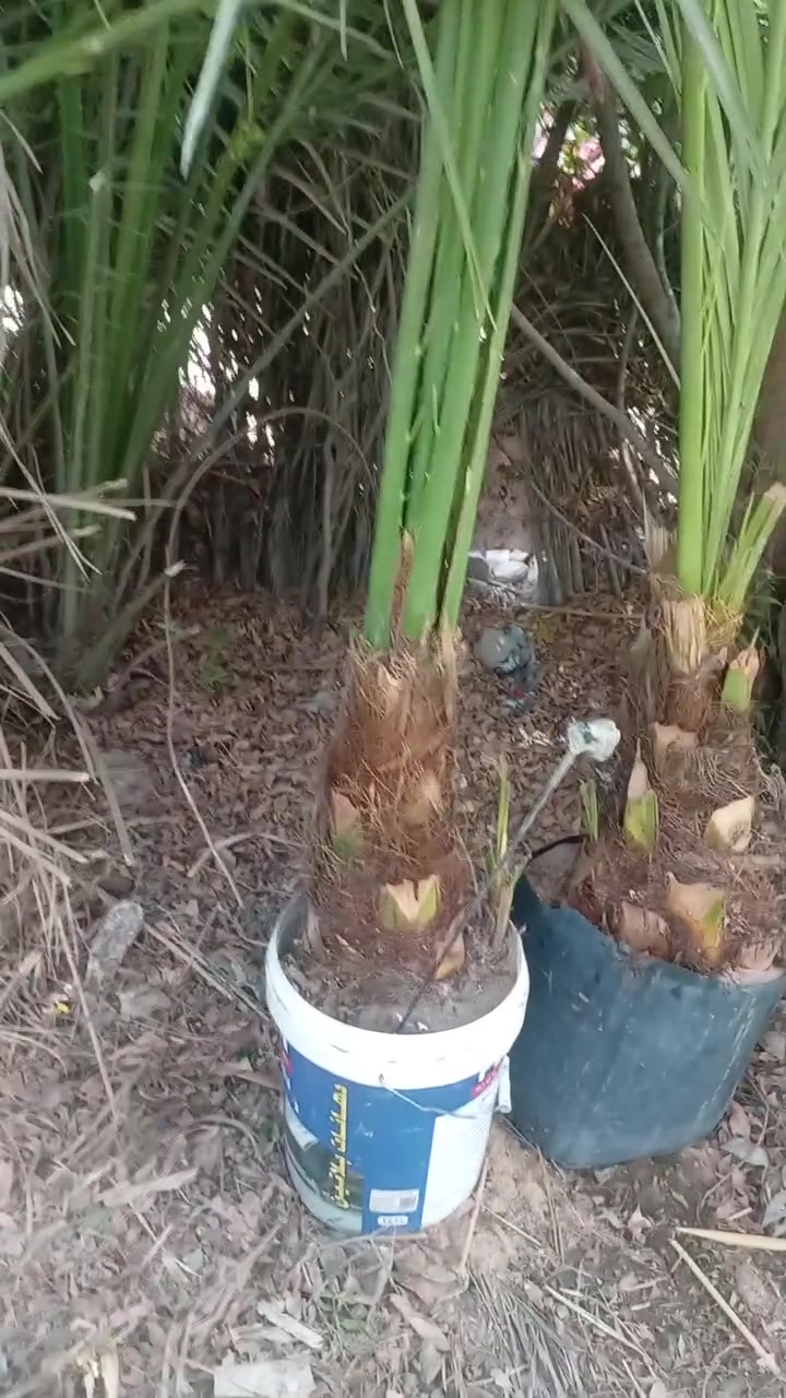 بريم ثنين ب٥٠
خصاب أحمر شتوي ثنين ب٣٠.

البصره ***********
