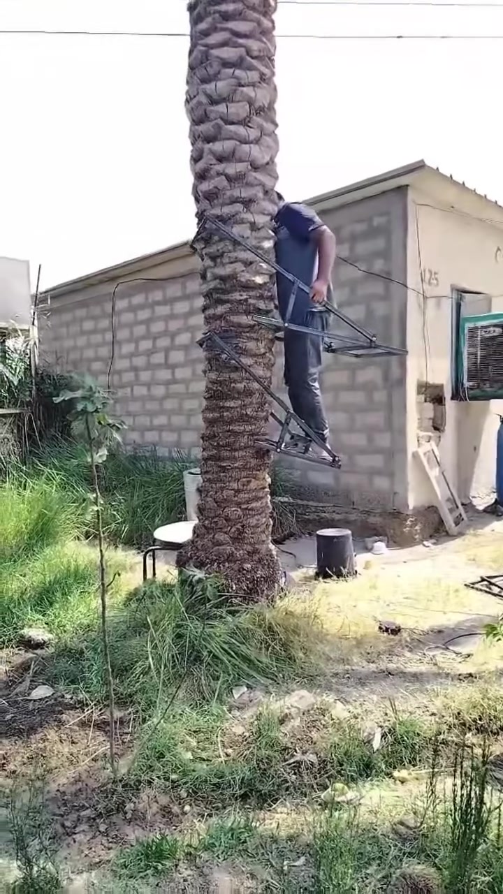 صاعودة نخل 🌴 اول مرتين تصعد تاخذ شمرتها واصير سريع بالصعود
‭***********‬
