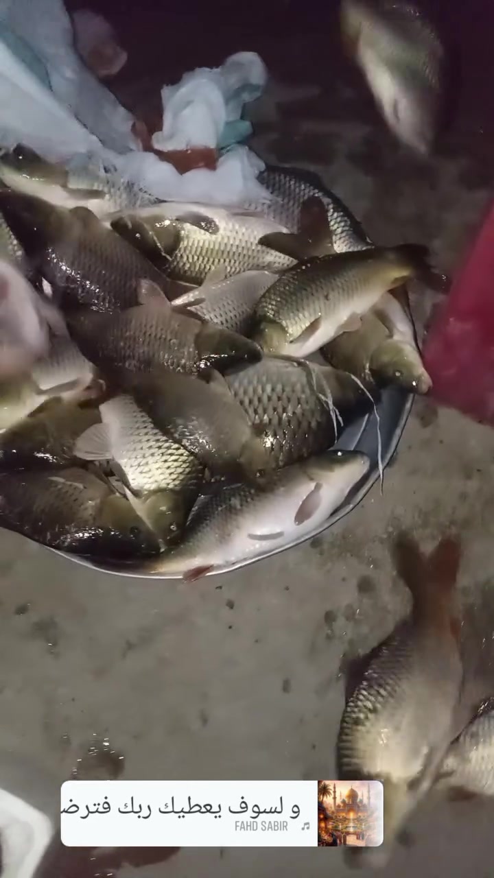 سمج كاريبي • سمج زوري • سمجه دهينه